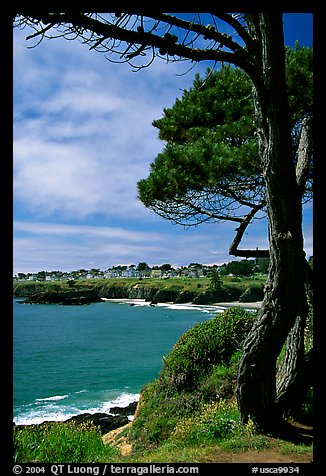 Tree, ocean, town on a bluff. Mendocino, California, USA (color)