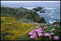 Pink iceplant and small yellow flowers on a coast bluff, Mendocino. Mendocino, California, USA ( color)