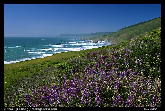 Purple wildflowers and Ocean near Fort Bragg. Fort Bragg, California, USA (color)