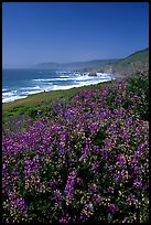 Purple wildflowers and Ocean near Fort Bragg. Fort Bragg, California, USA ( color)