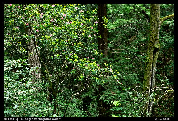 Rododendrons in Kruse Rododendron Preserve. Sonoma Coast, California, USA (color)