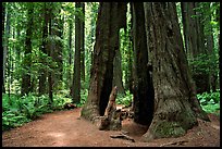Hollowed tree, Humbolt Redwood State Park. California, USA