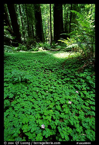 Redwood sorrel (Oxalis oreganum) and Redwoods, Humbolt Redwood State Park. California, USA