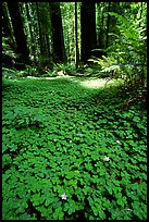 Redwood sorrel (Oxalis oreganum) and Redwoods, Humbolt Redwood State Park. California, USA (color)