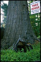 World Famous Tree House,  near Leggett. California, USA (color)