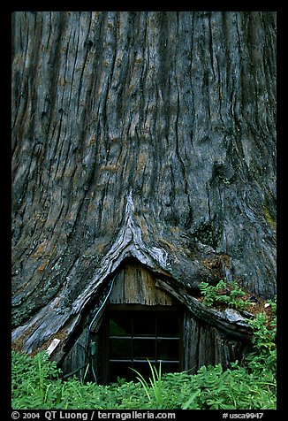Tree House, a room inside the hollowed base of a living redwood tree,  near Leggett. California, USA (color)
