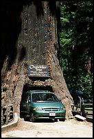 Van driving through the Chandelier Tree, Leggett, afternoon. California, USA (color)