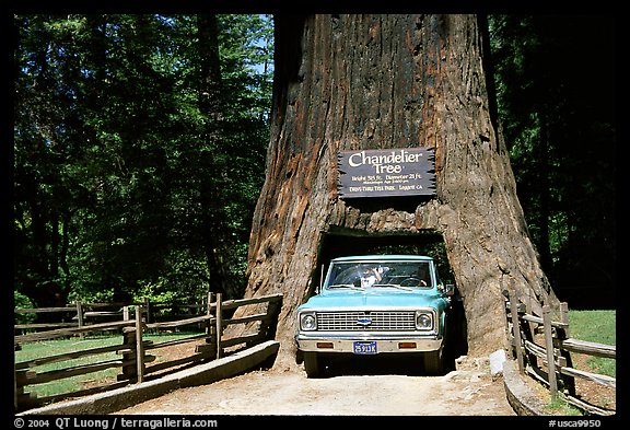 Truck driving through Drive-Through Tree, Leggett. California, USA