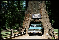 Truck driving through Drive-Through Tree, Leggett. California, USA ( color)