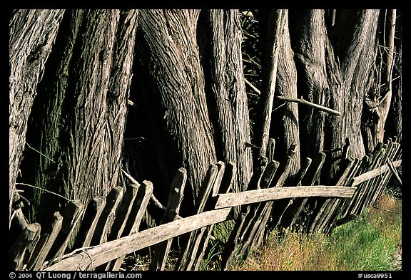 Old fence and trees, late afternoon. California, USA