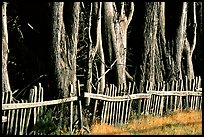 Old fence and trees, late afternoon. California, USA (color)
