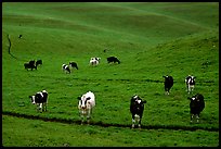 Cows in green pastoral lands. Point Reyes National Seashore, California, USA ( color)