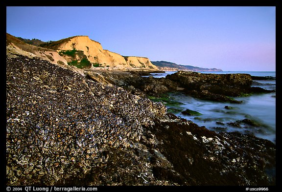 Mussels and Cliffs, Sculptured Beach, sunset. Point Reyes National Seashore, California, USA (color)