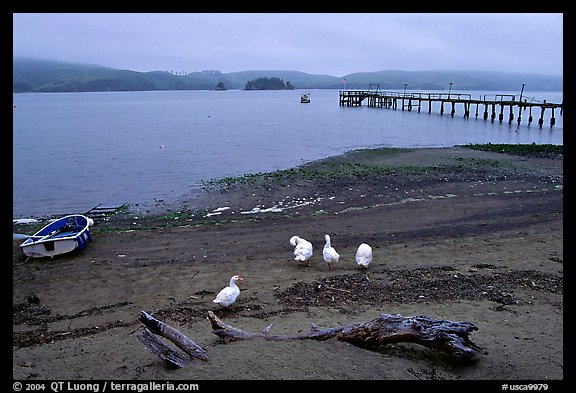 Ducks and Pier, Tomales Bay. California, USA
