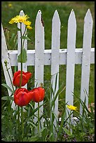 Flowers and white fence, Old Saybrook. Connecticut, USA