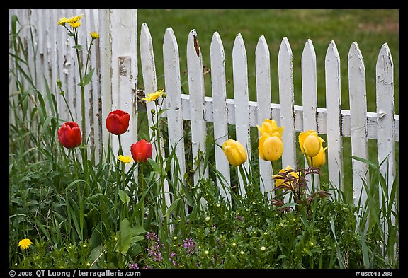 Tulips and white picket fence, Old Saybrook. Connecticut, USA (color)