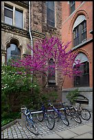 Redbud and bicycles in building corner. Yale University, New Haven, Connecticut, USA