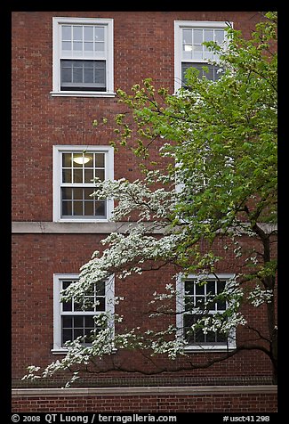 Dogwoods and red brick facade, Essex. Yale University, New Haven, Connecticut, USA (color)