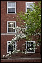 Dogwoods and red brick facade, Essex. Yale University, New Haven, Connecticut, USA (color)