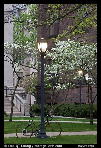 Street lamp and dogwoods in bloom, Essex. Yale University, New Haven, Connecticut, USA