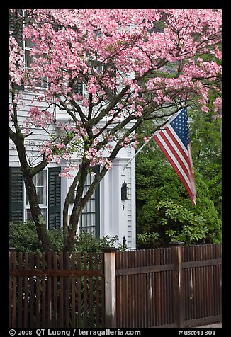 Tree in bloom, white facade, and flag, Essex. Connecticut, USA (color)