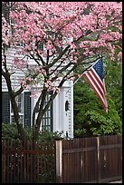 Tree in bloom, white facade, and flag, Essex. Connecticut, USA (color)