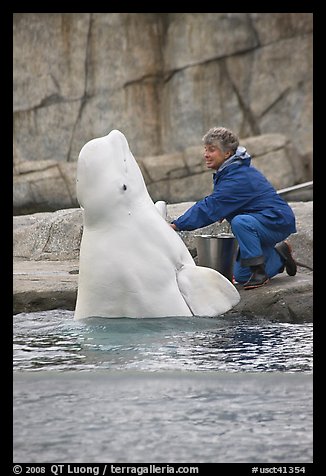 Beluga whale jumping out of water during feeding session. Mystic, Connecticut, USA (color)