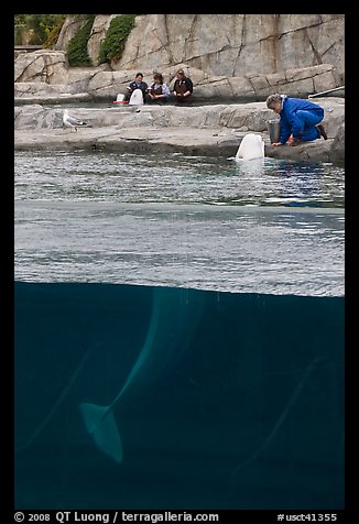 White Beluga whale being fed. Mystic, Connecticut, USA