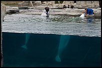 White Beluga whales feeding. Mystic, Connecticut, USA (color)