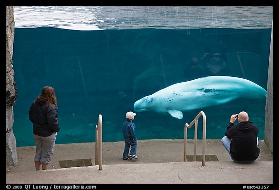 Family watches white Beluga whale swimming in aquarium. Mystic, Connecticut, USA