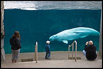 Family watches white Beluga whale swimming in aquarium. Mystic, Connecticut, USA (color)