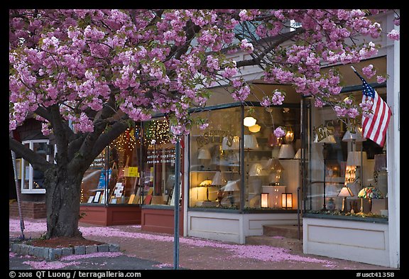 Lamp store and tree in bloom,	Old Saybrook. Connecticut, USA