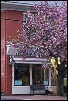 Barber shop and tree in bloom, Old Lyme. Connecticut, USA ( color)