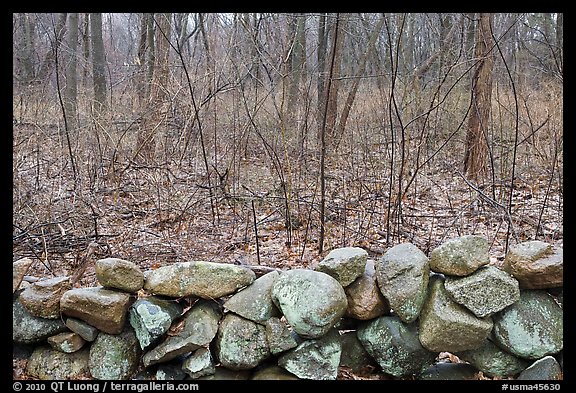 Stone wall and bare forest in winter, Minute Man National Historical Park. Massachussets, USA