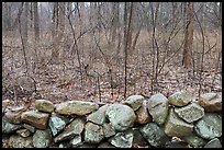 Stone wall and bare forest in winter, Minute Man National Historical Park. Massachussets, USA (color)