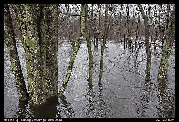 Flooded forest in winter rains, Minute Man National Historical Park. Massachussets, USA (color)