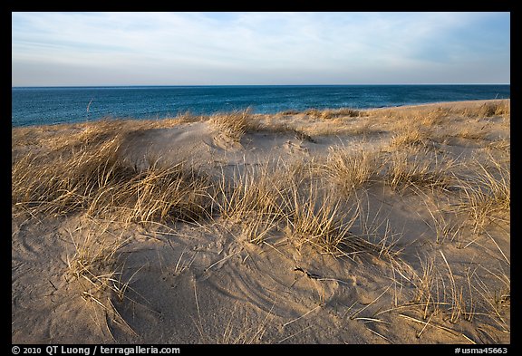 Dune grass, late afternoon, Race Point Beach, Cape Cod National Seashore. Cape Cod, Massachussets, USA (color)