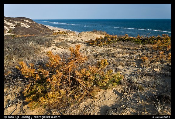 Vegetation on tall dune, Cape Cod National Seashore. Cape Cod, Massachussets, USA