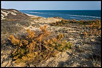 Vegetation on tall dune, Cape Cod National Seashore. Cape Cod, Massachussets, USA