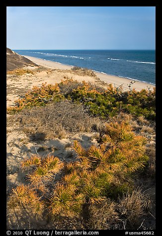 Dune vegetation, Cape Cod National Seashore. Cape Cod, Massachussets, USA (color)