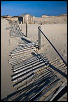 Fallen sand barrier, Cape Cod National Seashore. Cape Cod, Massachussets, USA ( color)