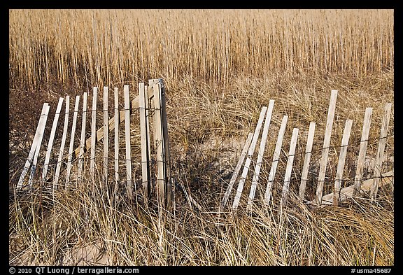 Fence and tall grass, Cape Cod National Seashore. Cape Cod, Massachussets, USA (color)