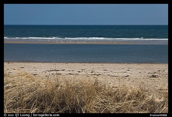 Grass, beach, and sand bar, Cape Cod National Seashore. Cape Cod, Massachussets, USA (color)