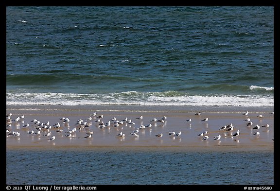 Sand bar with seabirds, Cape Cod National Seashore. Cape Cod, Massachussets, USA