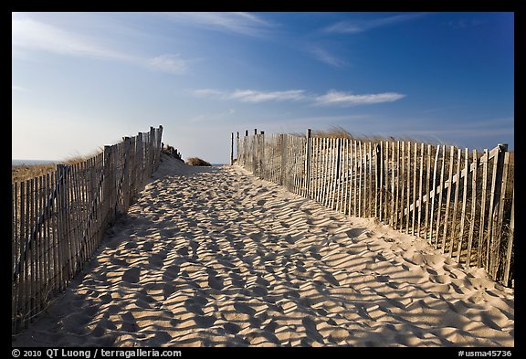 Path between sand fences, Cape Cod National Seashore. Cape Cod, Massachussets, USA (color)