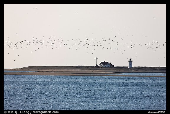 Flock of birds and Race Point Light, Cape Cod National Seashore. Cape Cod, Massachussets, USA (color)