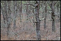 Bare forest with dense understory, Cape Cod National Seashore. Cape Cod, Massachussets, USA ( color)