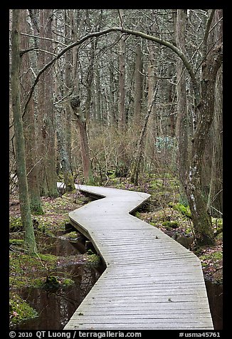 Boardwalk, Atlantic White Cedar swamp trail, Cape Cod National Seashore. Cape Cod, Massachussets, USA (color)
