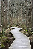 Boardwalk, Atlantic White Cedar swamp trail, Cape Cod National Seashore. Cape Cod, Massachussets, USA ( color)