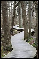 Elevated boardwark through flooded forest , Cape Cod National Seashore. Cape Cod, Massachussets, USA ( color)